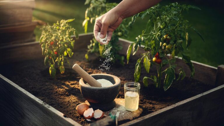 Illustration of crushed eggshells ground into powder and applied to garden soil to supply calcium for healthier plants